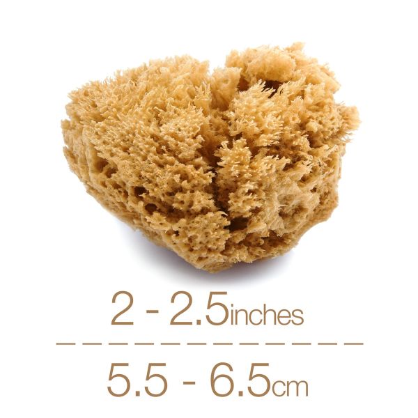 IntimateCare Sea Sponges - Mediterranean Fine Silk Sponges
